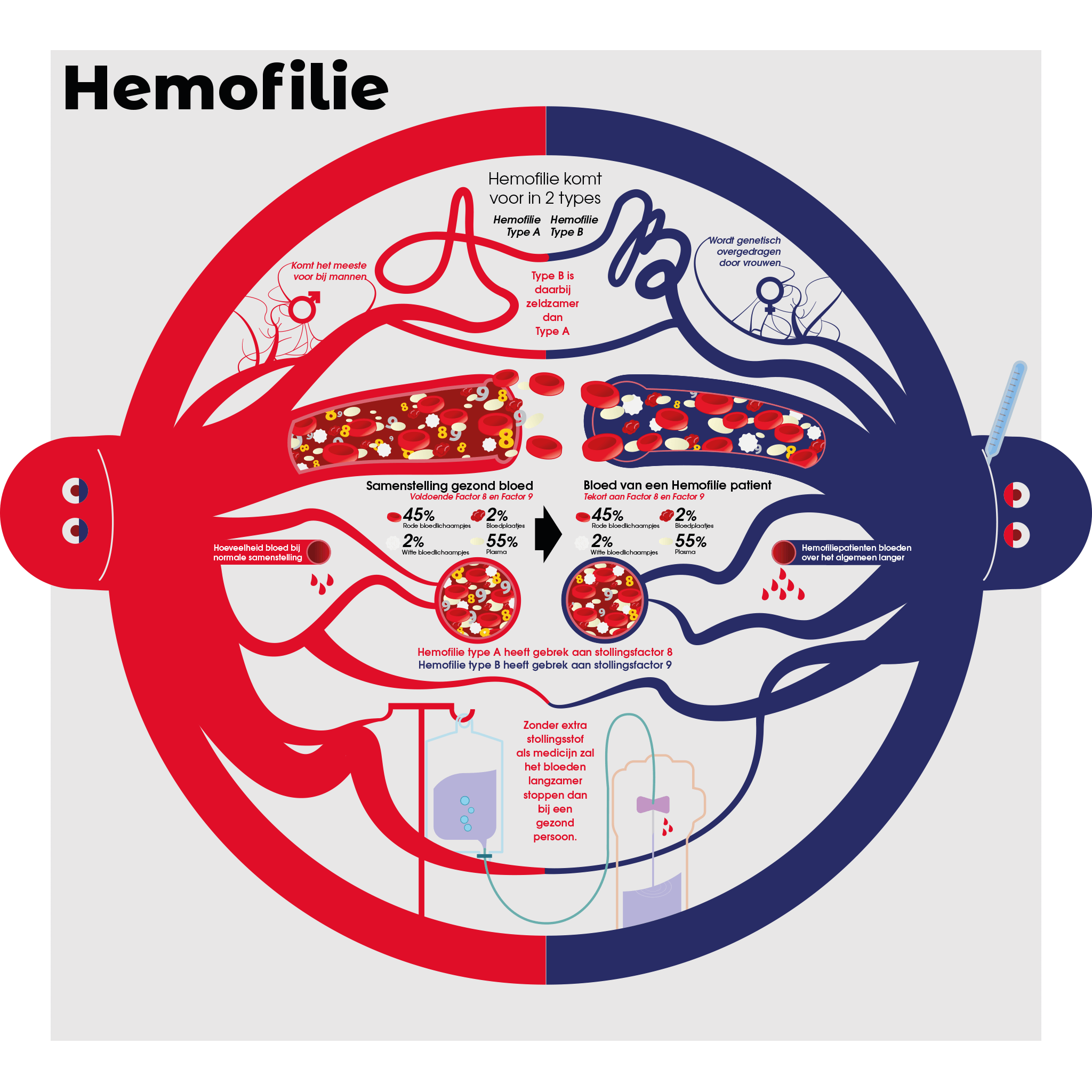 Illustrator Jacco de Jager maakte deze infographic over hemofilie. Zijn vader, Kees, had hemofilie en zodoende maakte hij deze illustratie. Het geeft een duidelijke weergave van de aandoening. We gaan de infographic ook opnemen op onze website.